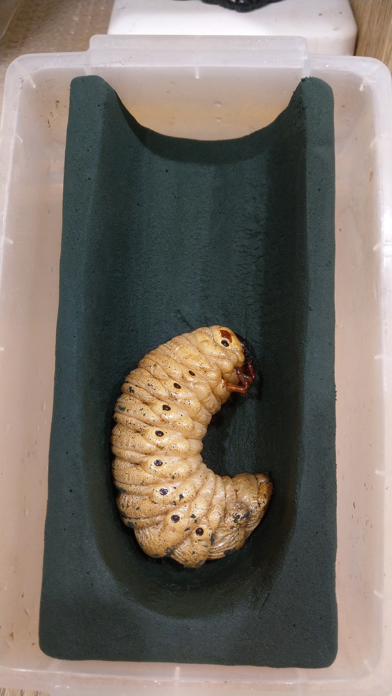 «ö¦¹¦b·sµøµ¡ÂsÄý¹Ï¤ù