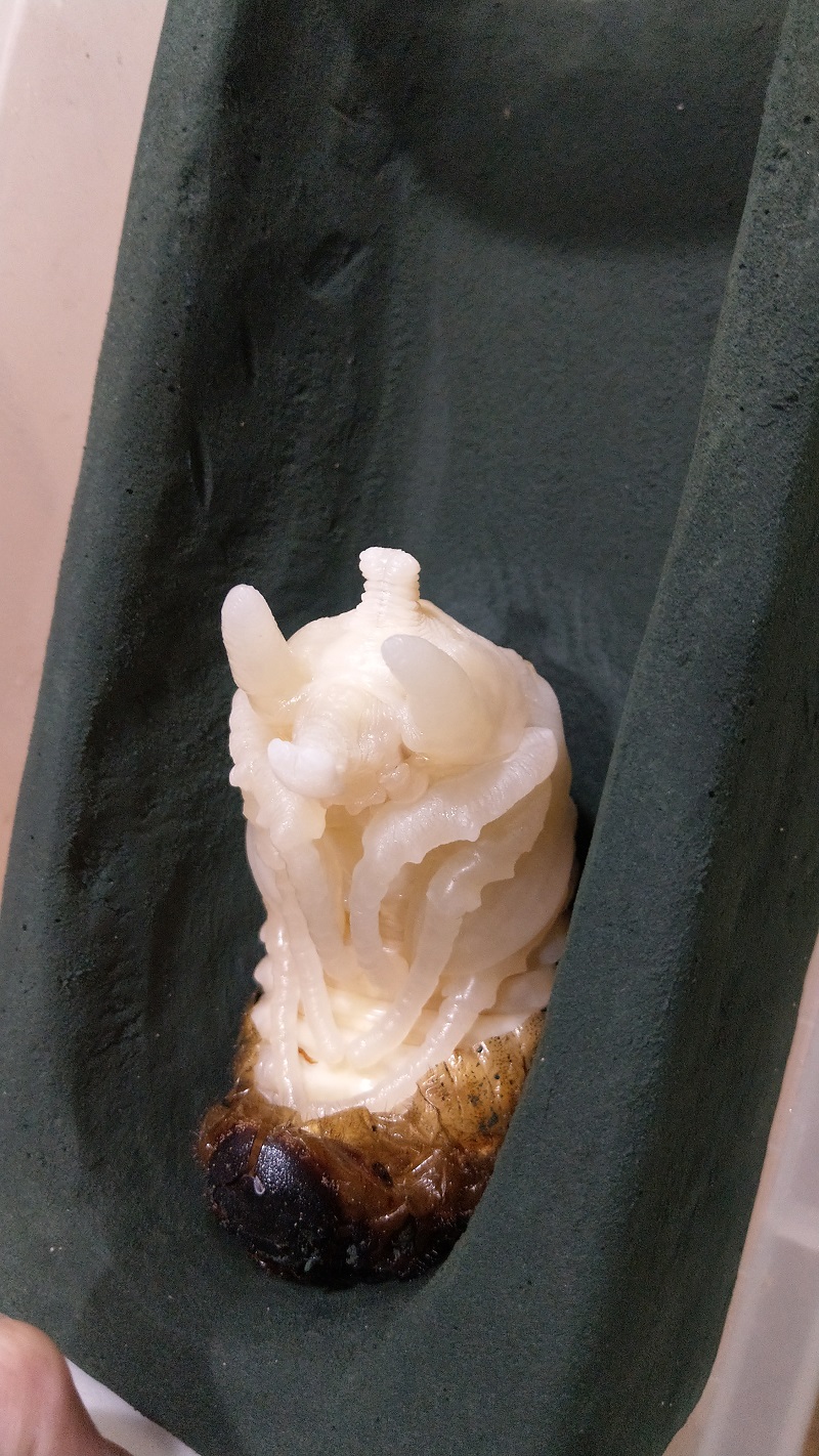 «ö¦¹¦b·sµøµ¡ÂsÄý¹Ï¤ù