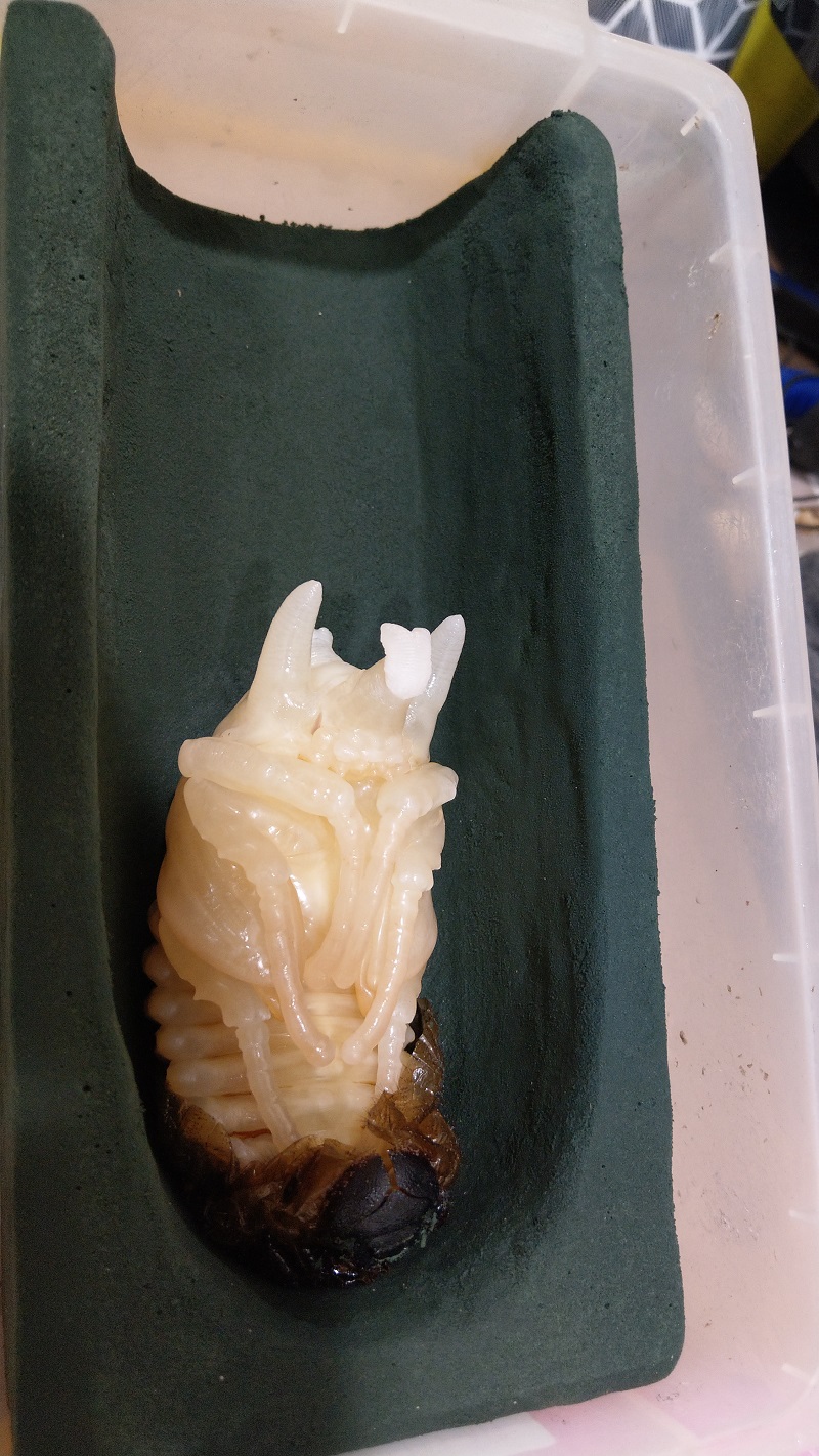 «ö¦¹¦b·sµøµ¡ÂsÄý¹Ï¤ù