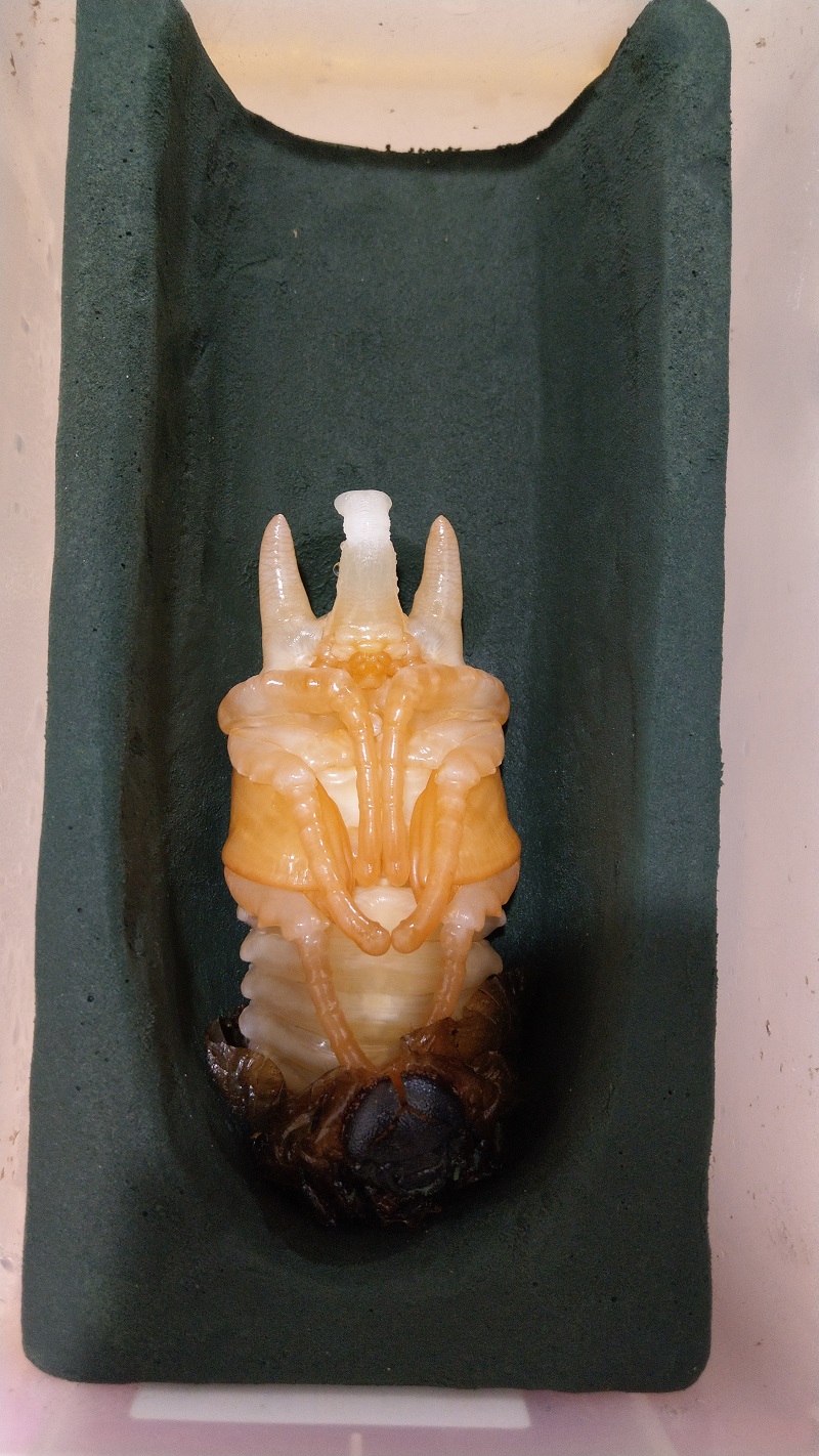 «ö¦¹¦b·sµøµ¡ÂsÄý¹Ï¤ù