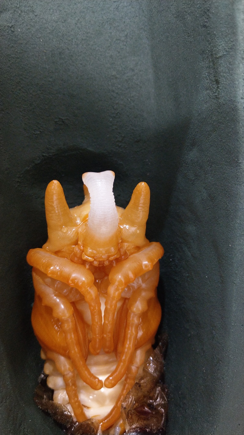 «ö¦¹¦b·sµøµ¡ÂsÄý¹Ï¤ù