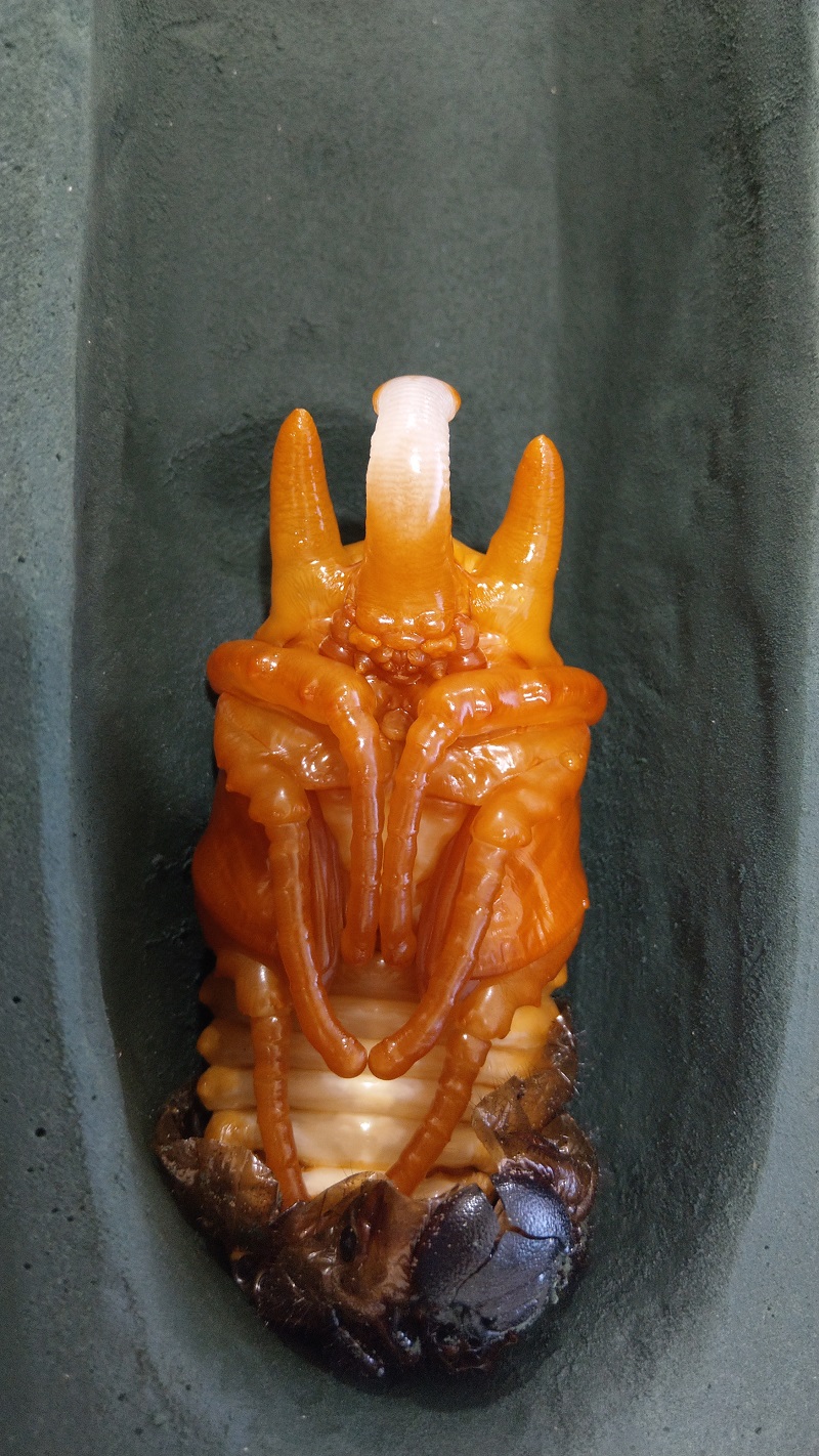 «ö¦¹¦b·sµøµ¡ÂsÄý¹Ï¤ù