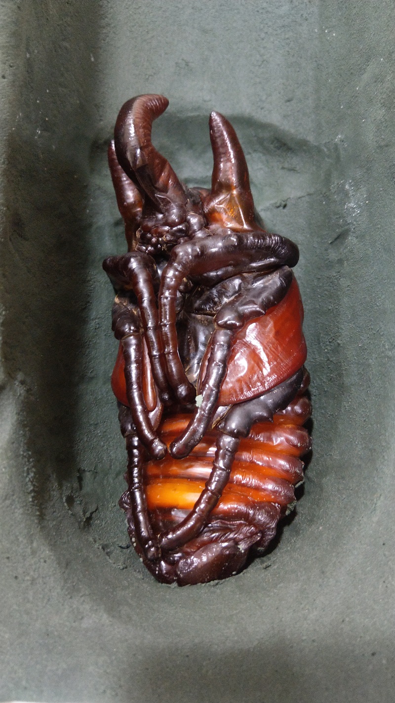 «ö¦¹¦b·sµøµ¡ÂsÄý¹Ï¤ù