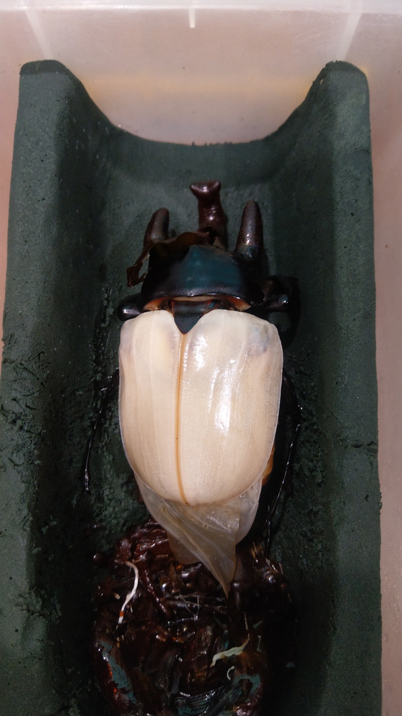 «ö¦¹¦b·sµøµ¡ÂsÄý¹Ï¤ù