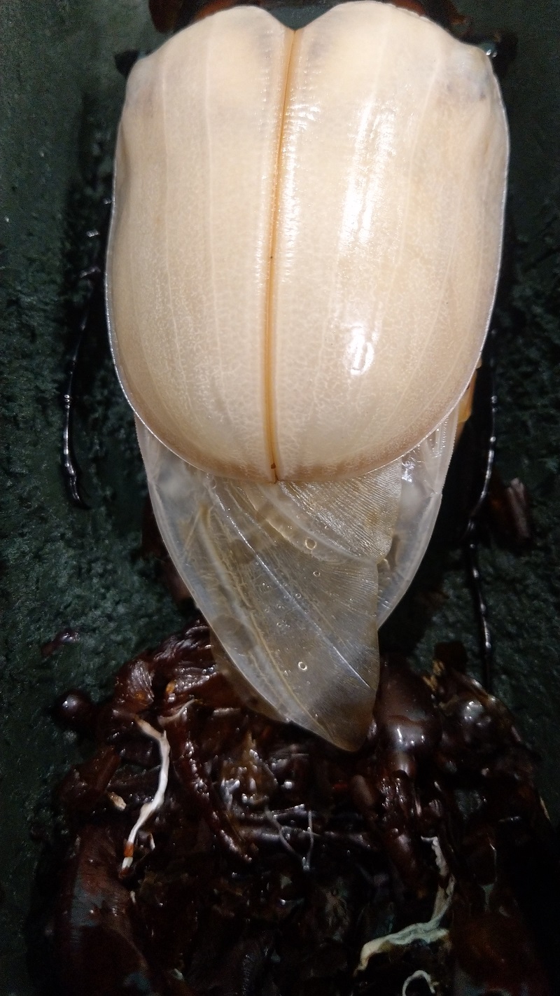 «ö¦¹¦b·sµøµ¡ÂsÄý¹Ï¤ù