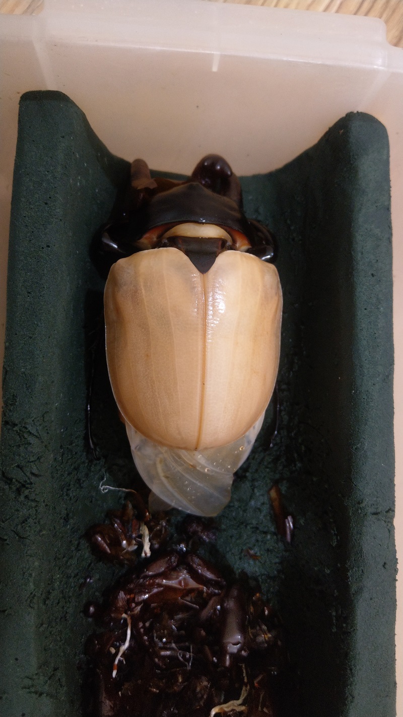 «ö¦¹¦b·sµøµ¡ÂsÄý¹Ï¤ù