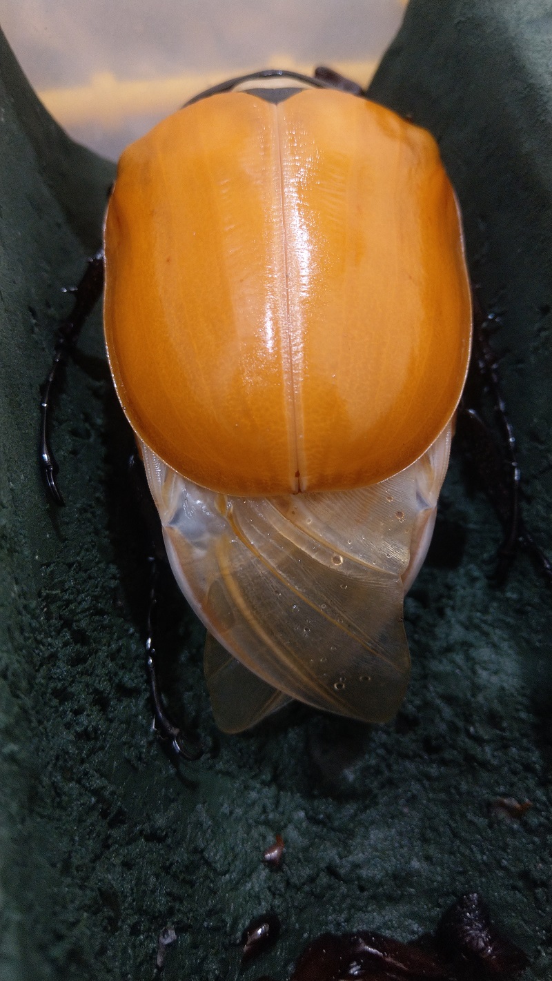 «ö¦¹¦b·sµøµ¡ÂsÄý¹Ï¤ù