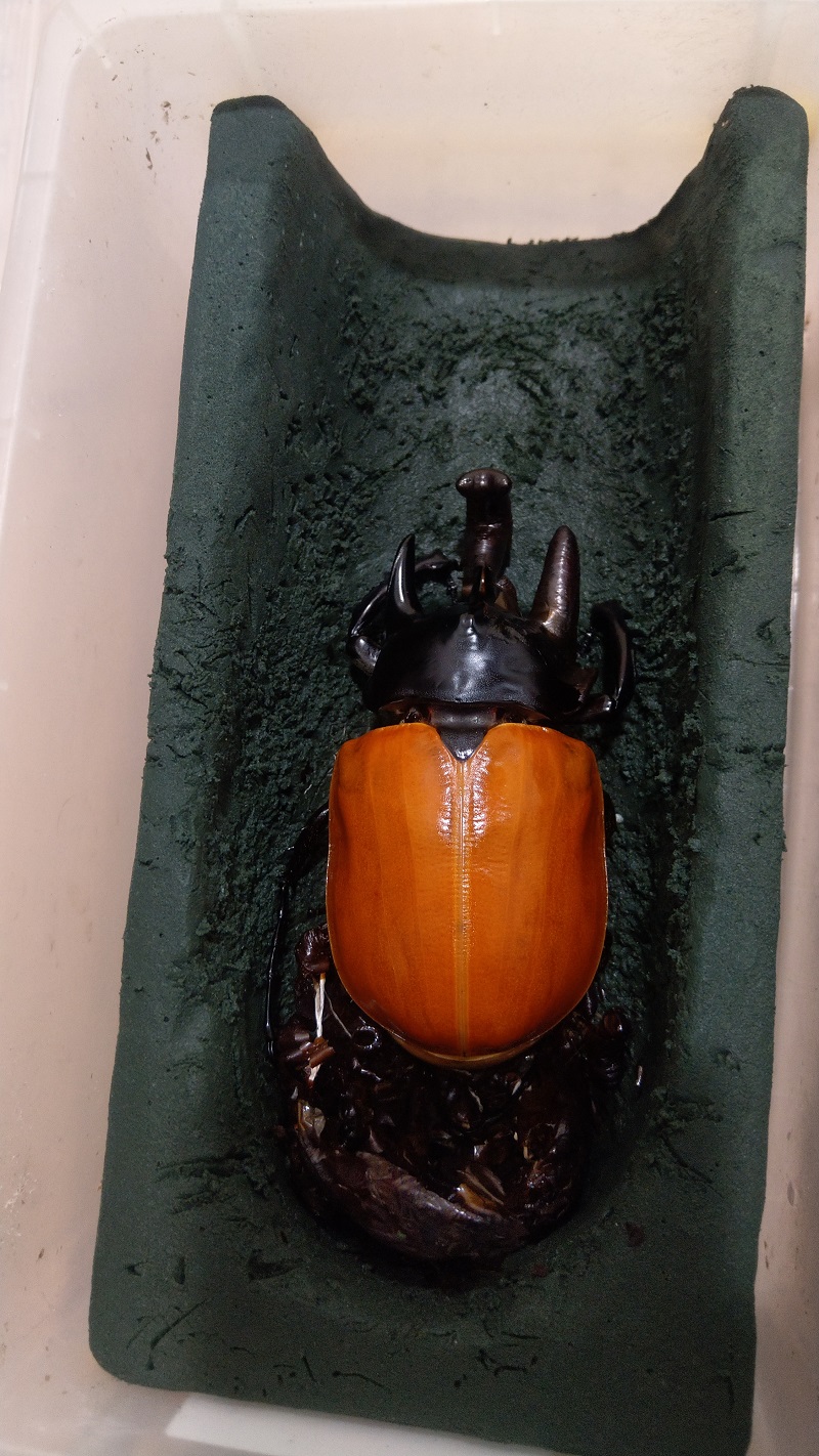 «ö¦¹¦b·sµøµ¡ÂsÄý¹Ï¤ù