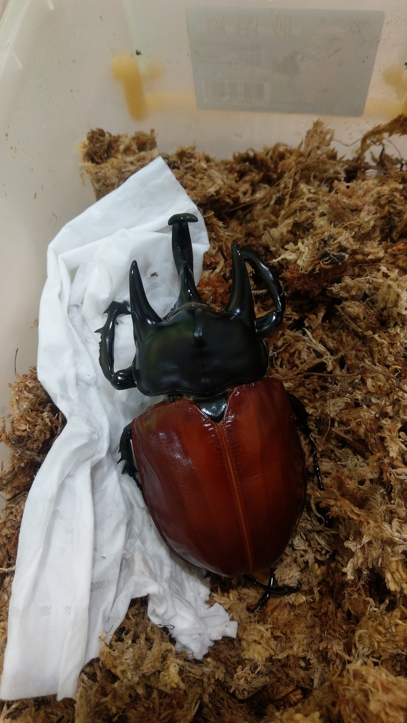 «ö¦¹¦b·sµøµ¡ÂsÄý¹Ï¤ù