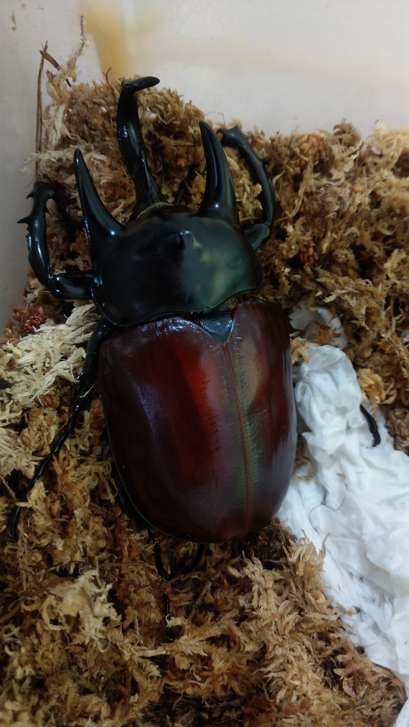 «ö¦¹¦b·sµøµ¡ÂsÄý¹Ï¤ù