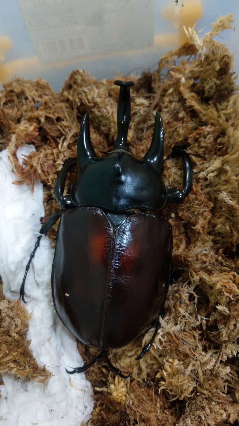 «ö¦¹¦b·sµøµ¡ÂsÄý¹Ï¤ù