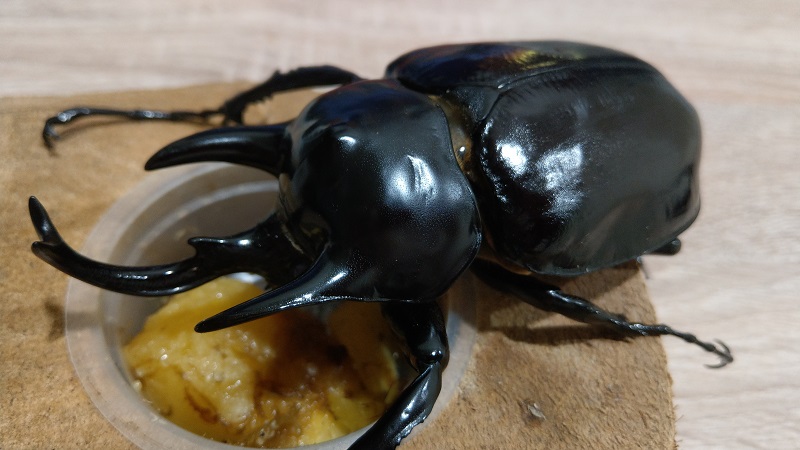 «ö¦¹¦b·sµøµ¡ÂsÄý¹Ï¤ù