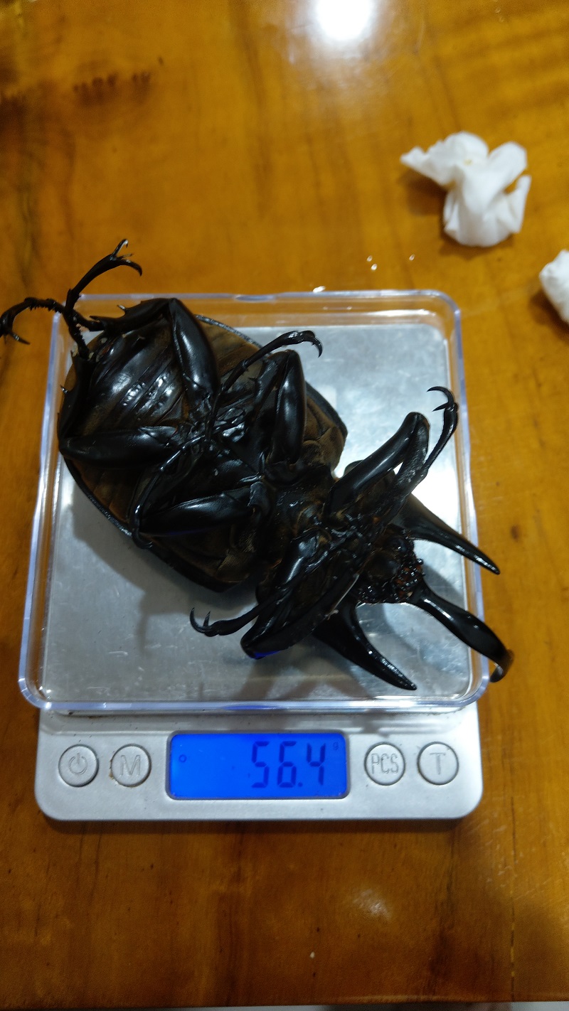 «ö¦¹¦b·sµøµ¡ÂsÄý¹Ï¤ù