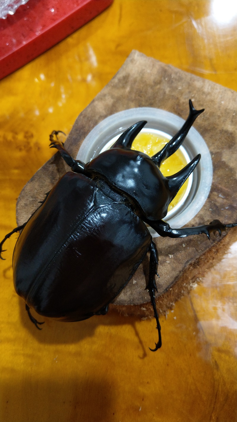 «ö¦¹¦b·sµøµ¡ÂsÄý¹Ï¤ù