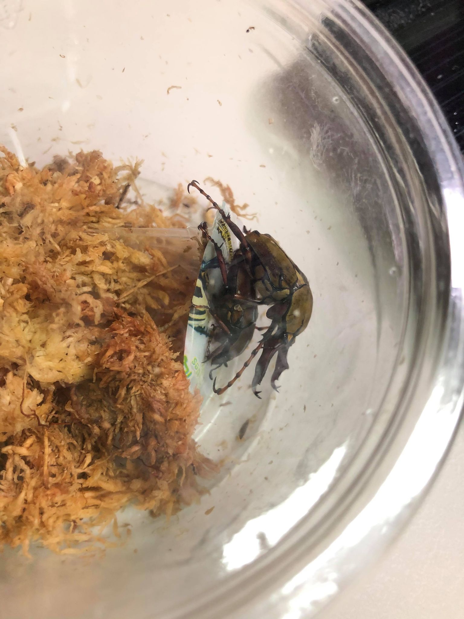 按此在新視窗瀏覽圖片