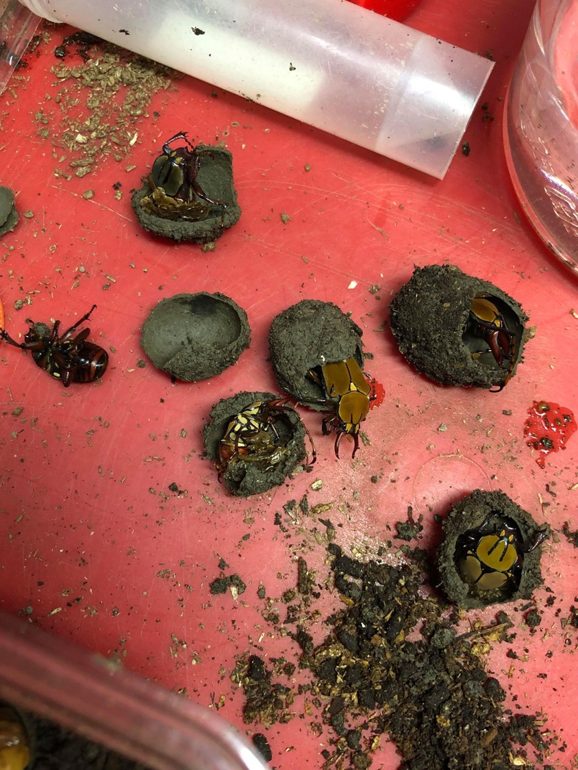 按此在新視窗瀏覽圖片