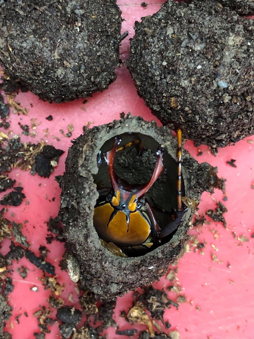 按此在新視窗瀏覽圖片