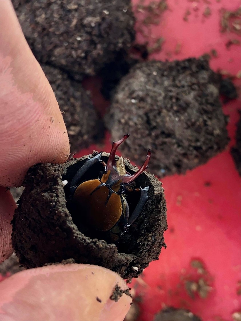 按此在新視窗瀏覽圖片