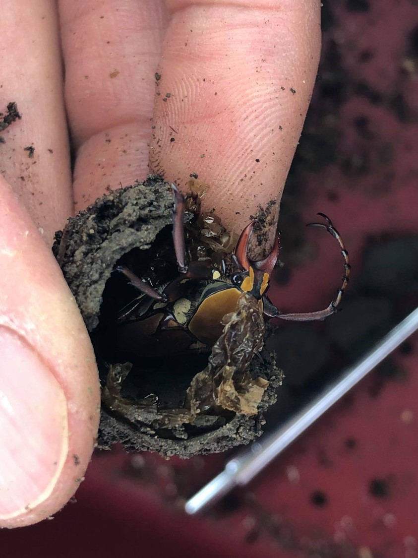 按此在新視窗瀏覽圖片