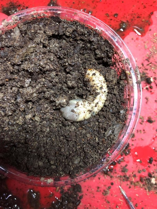 按此在新視窗瀏覽圖片