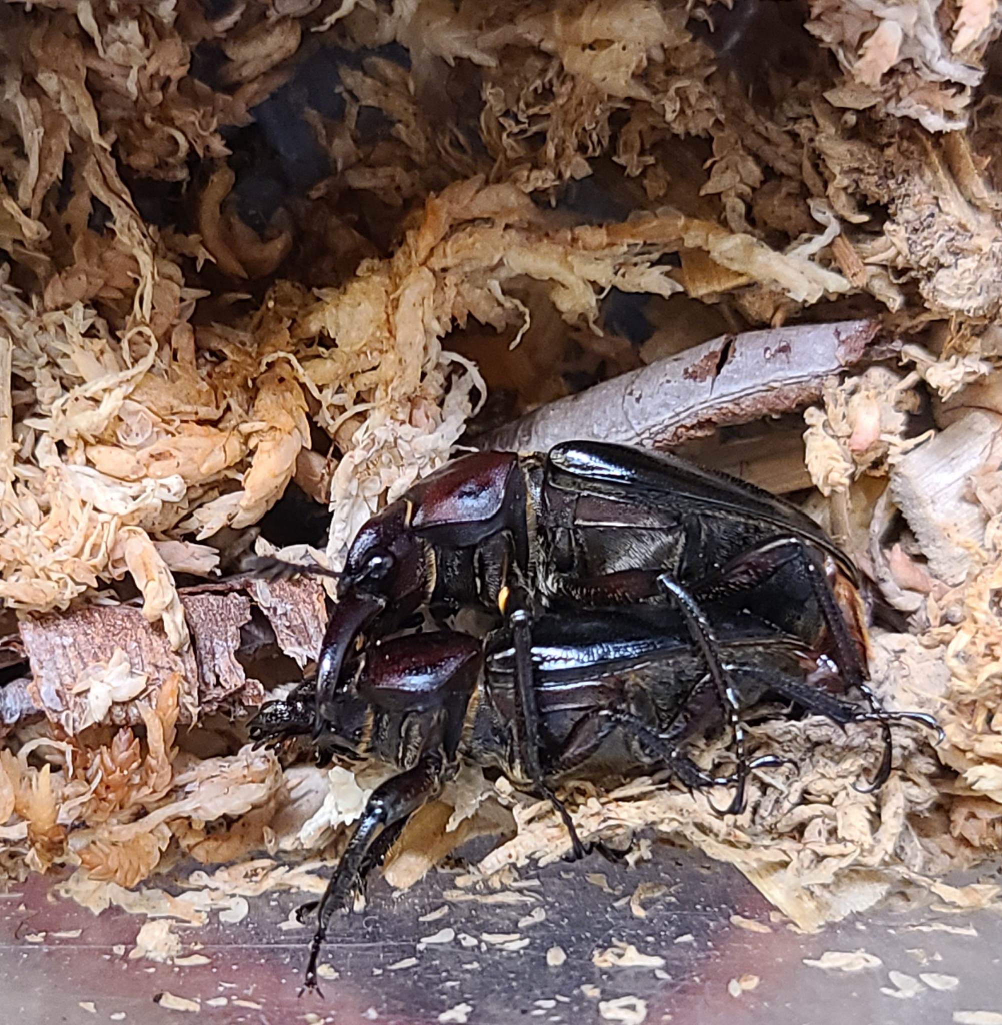 按此在新視窗瀏覽圖片