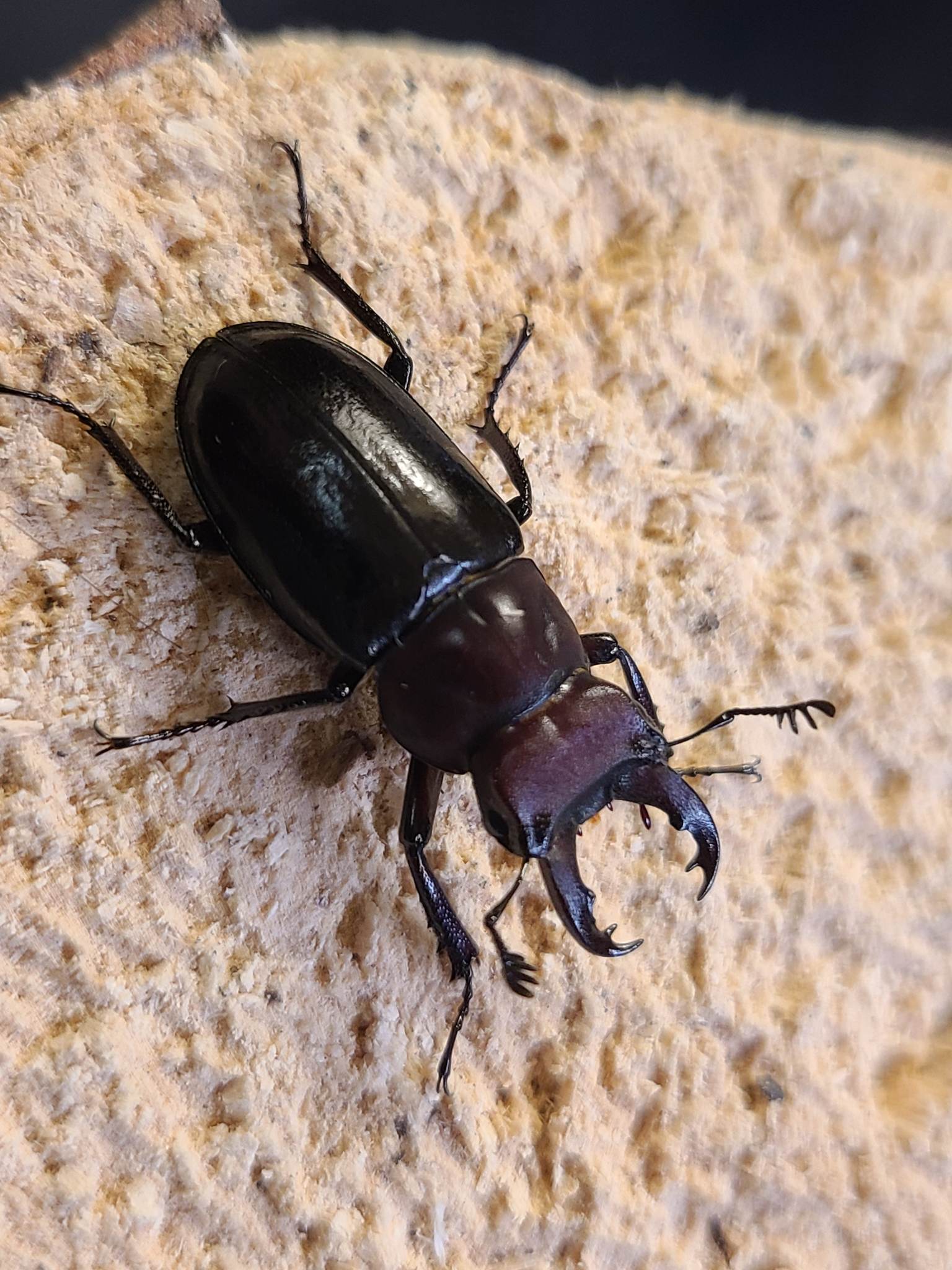 按此在新視窗瀏覽圖片