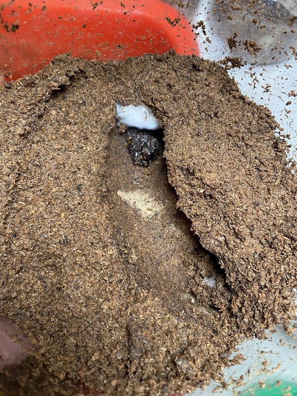 «ö¦¹¦b·sµøµ¡ÂsÄý¹Ï¤ù