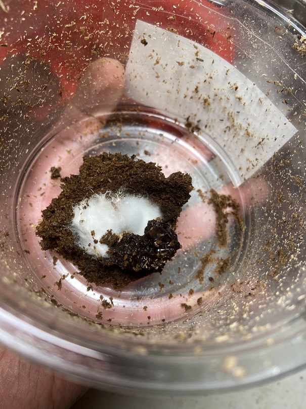 «ö¦¹¦b·sµøµ¡ÂsÄý¹Ï¤ù