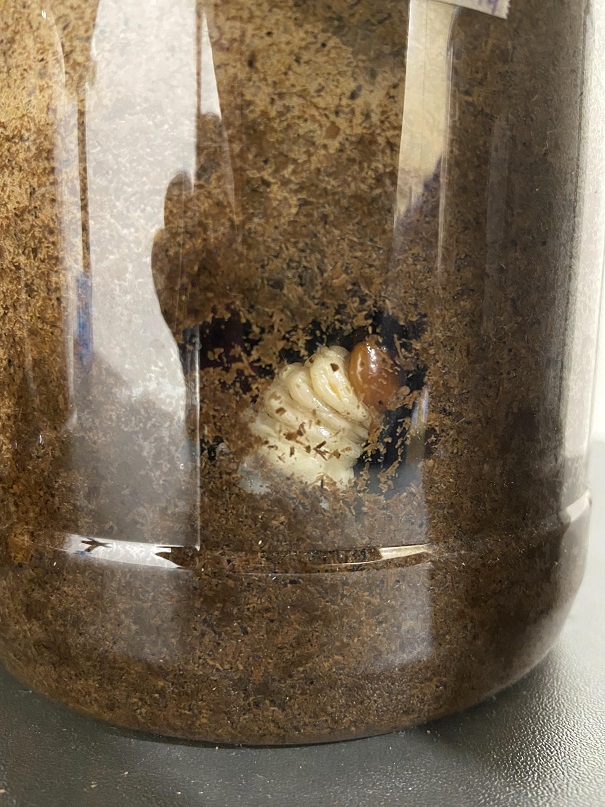 «ö¦¹¦b·sµøµ¡ÂsÄý¹Ï¤ù