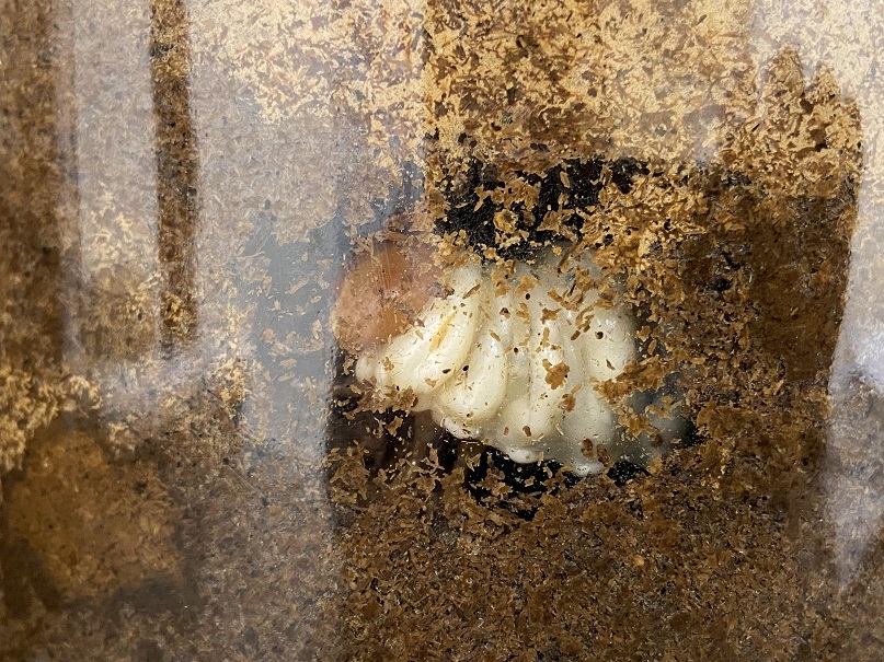 «ö¦¹¦b·sµøµ¡ÂsÄý¹Ï¤ù