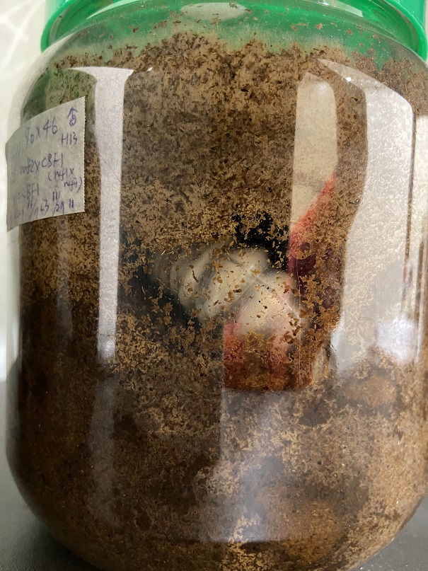 «ö¦¹¦b·sµøµ¡ÂsÄý¹Ï¤ù