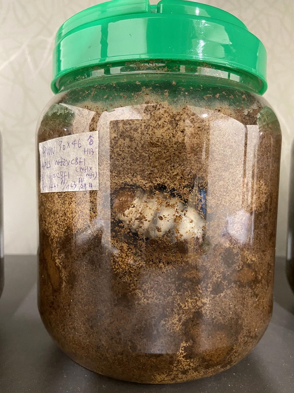 «ö¦¹¦b·sµøµ¡ÂsÄý¹Ï¤ù