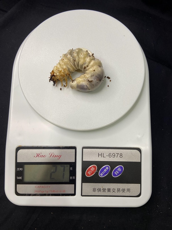 «ö¦¹¦b·sµøµ¡ÂsÄý¹Ï¤ù