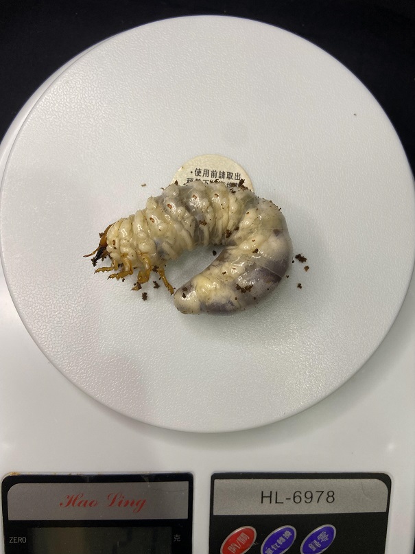 «ö¦¹¦b·sµøµ¡ÂsÄý¹Ï¤ù