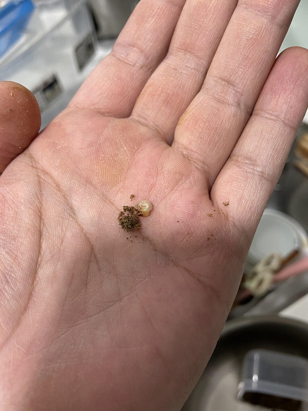 «ö¦¹¦b·sµøµ¡ÂsÄý¹Ï¤ù