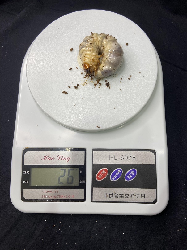 «ö¦¹¦b·sµøµ¡ÂsÄý¹Ï¤ù