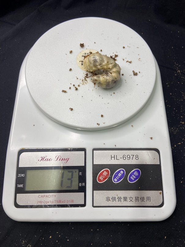 «ö¦¹¦b·sµøµ¡ÂsÄý¹Ï¤ù