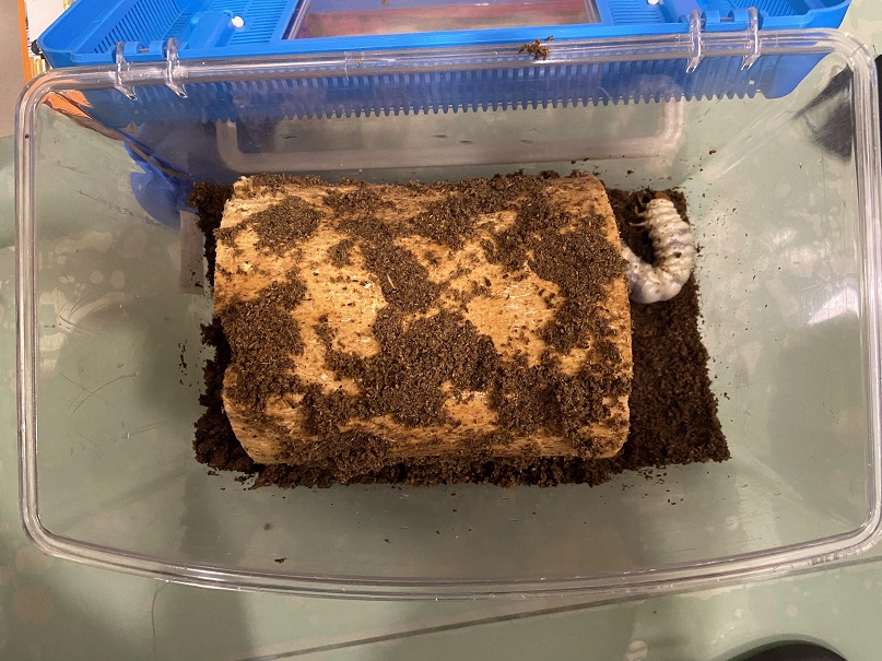 «ö¦¹¦b·sµøµ¡ÂsÄý¹Ï¤ù