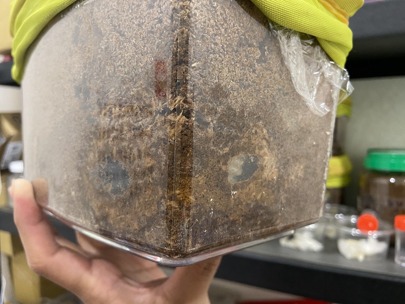 «ö¦¹¦b·sµøµ¡ÂsÄý¹Ï¤ù