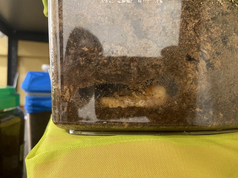 «ö¦¹¦b·sµøµ¡ÂsÄý¹Ï¤ù