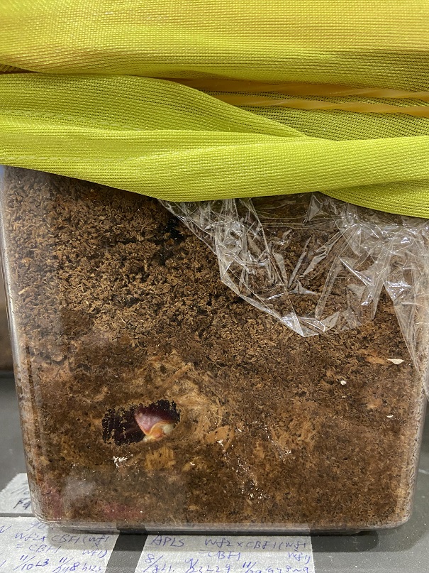 «ö¦¹¦b·sµøµ¡ÂsÄý¹Ï¤ù