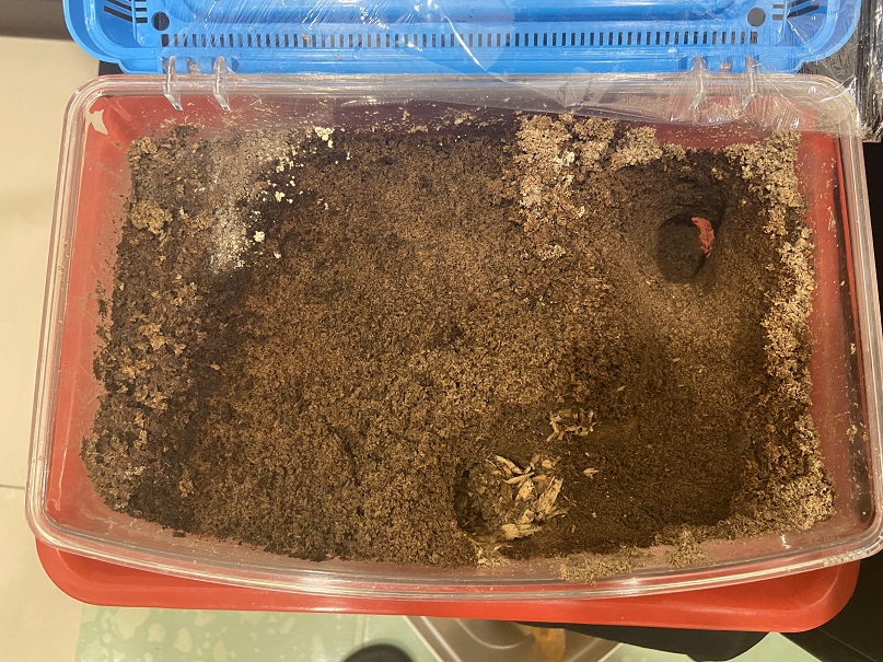 «ö¦¹¦b·sµøµ¡ÂsÄý¹Ï¤ù