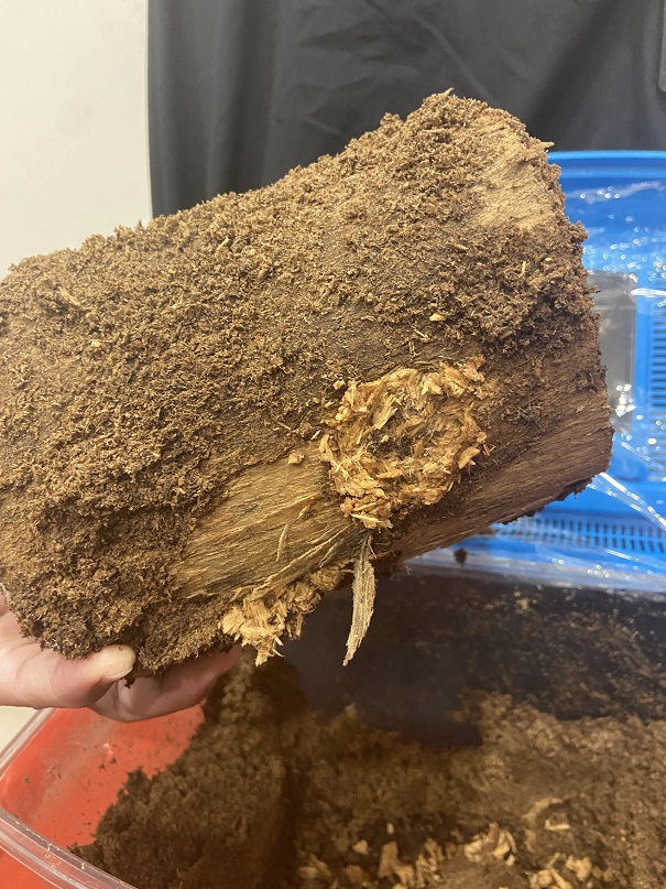 «ö¦¹¦b·sµøµ¡ÂsÄý¹Ï¤ù