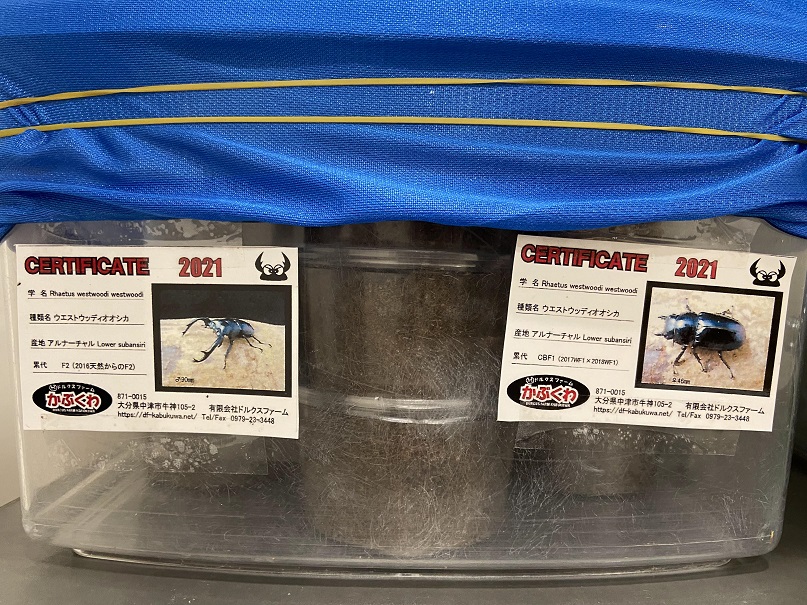 «ö¦¹¦b·sµøµ¡ÂsÄý¹Ï¤ù