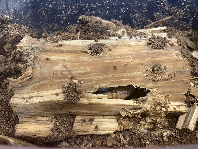 «ö¦¹¦b·sµøµ¡ÂsÄý¹Ï¤ù