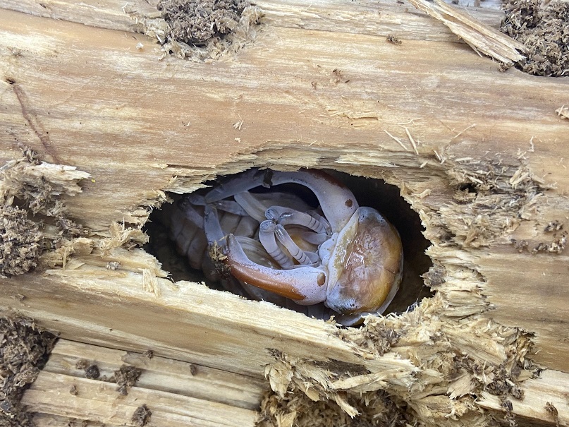 «ö¦¹¦b·sµøµ¡ÂsÄý¹Ï¤ù