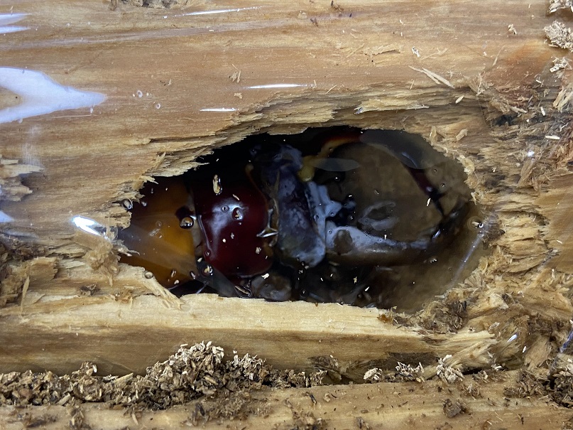 «ö¦¹¦b·sµøµ¡ÂsÄý¹Ï¤ù