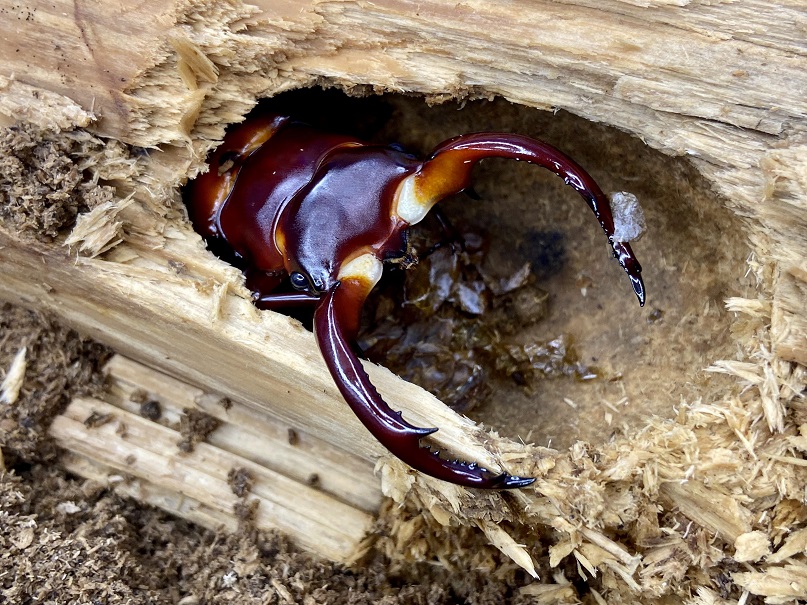 «ö¦¹¦b·sµøµ¡ÂsÄý¹Ï¤ù