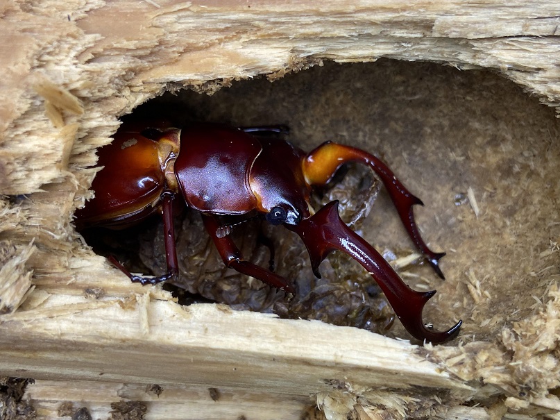 «ö¦¹¦b·sµøµ¡ÂsÄý¹Ï¤ù