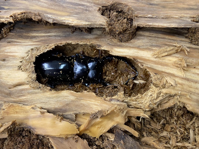 «ö¦¹¦b·sµøµ¡ÂsÄý¹Ï¤ù